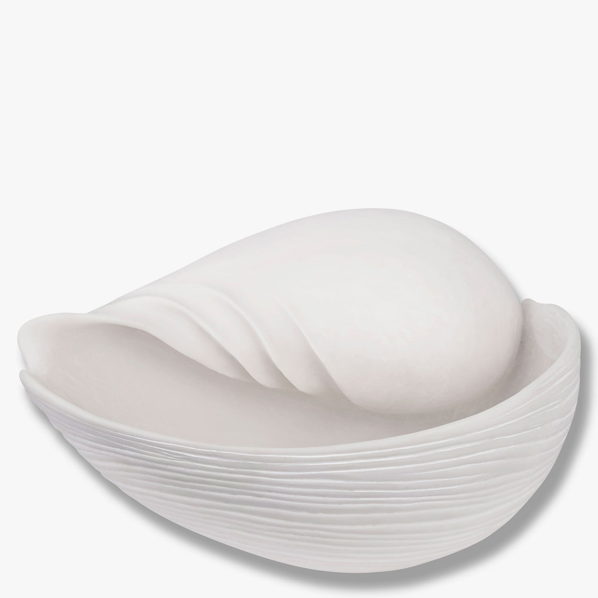 CONCH shell, large, Off-white