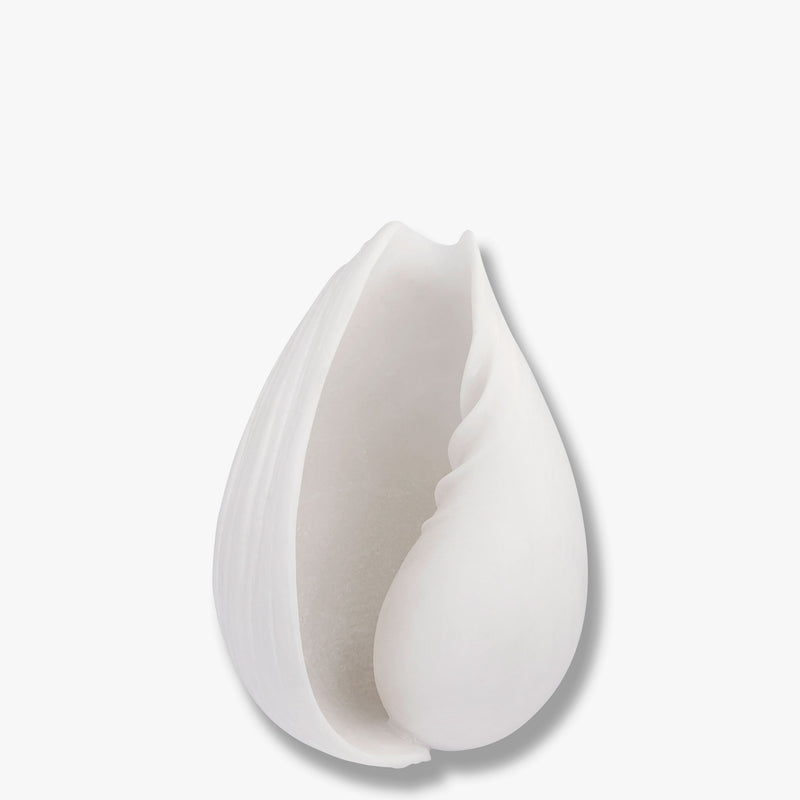 CONCH shell, small, Off-white